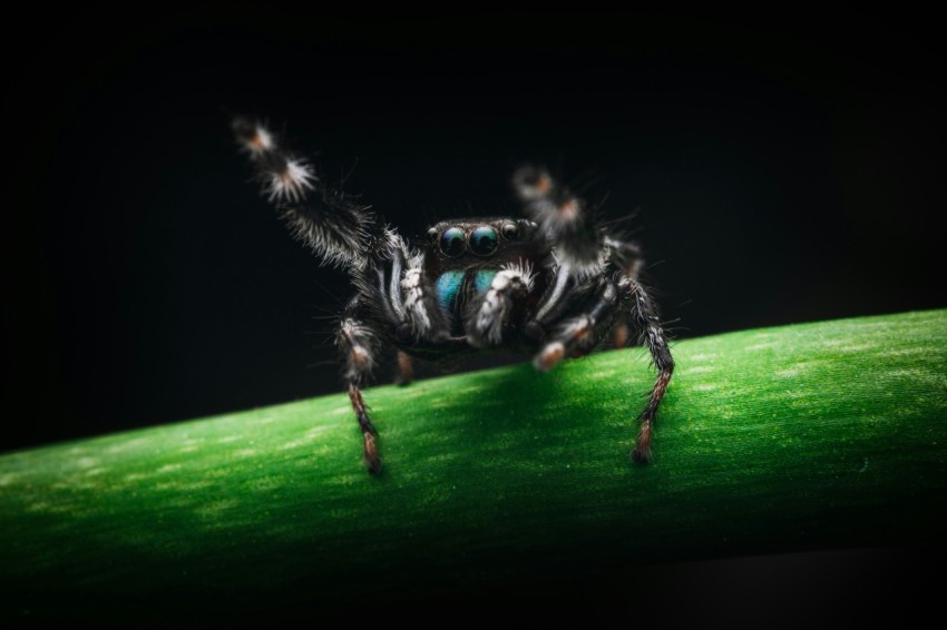 black and white spider on green leaf yyuRx