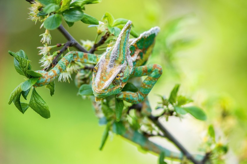 green and brown frog on green plant stem