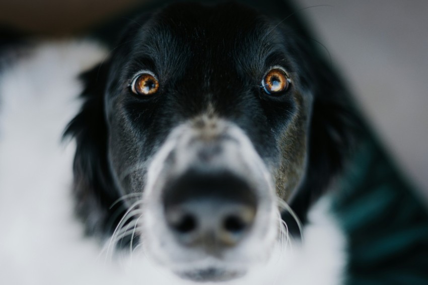 a black and white dog looking up at the camera RHjp