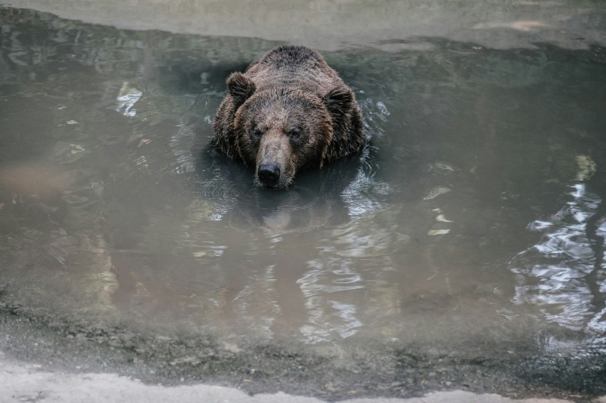 bear in water