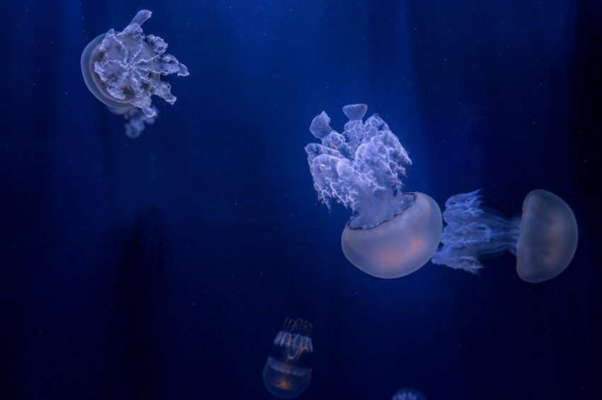 white and gray jellyfish in blue water Hy