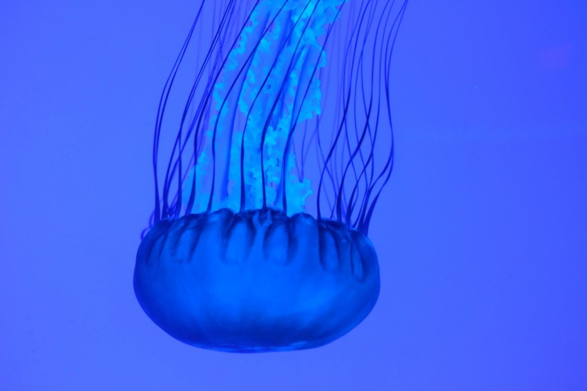 blue jellyfish in blue water