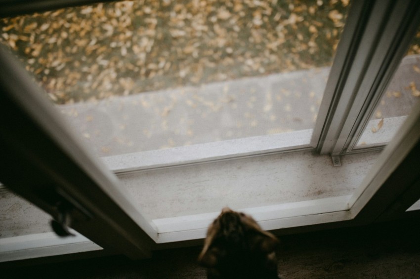 a cat looking out a window