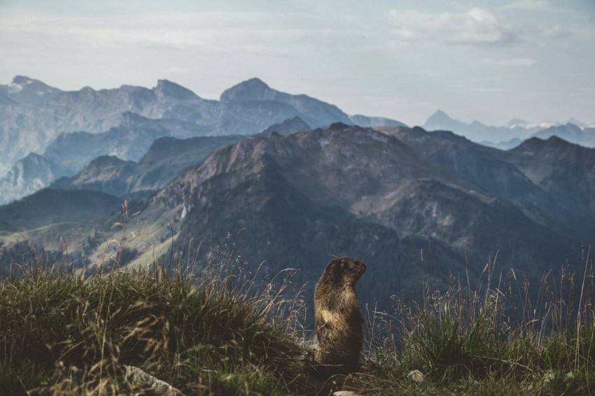 brown animal on green hill overviewing mountain range at daytime N