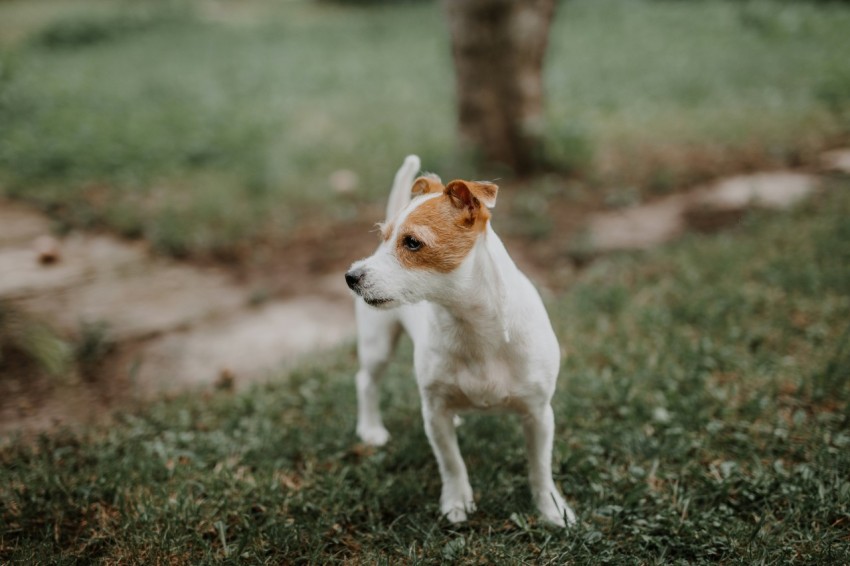 white and brown jack russell terrier mix w8YMsCdl4