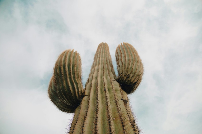 a tall cactus with a sky background hX8f1