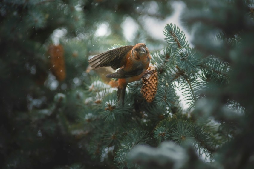 a bird perched on top of a pine tree