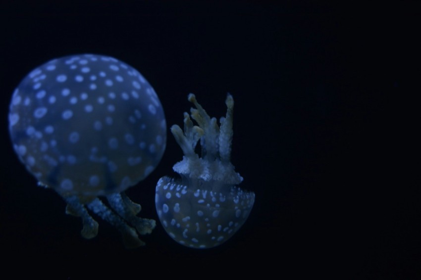 two luminescent jellyfishes 0IEeuaw