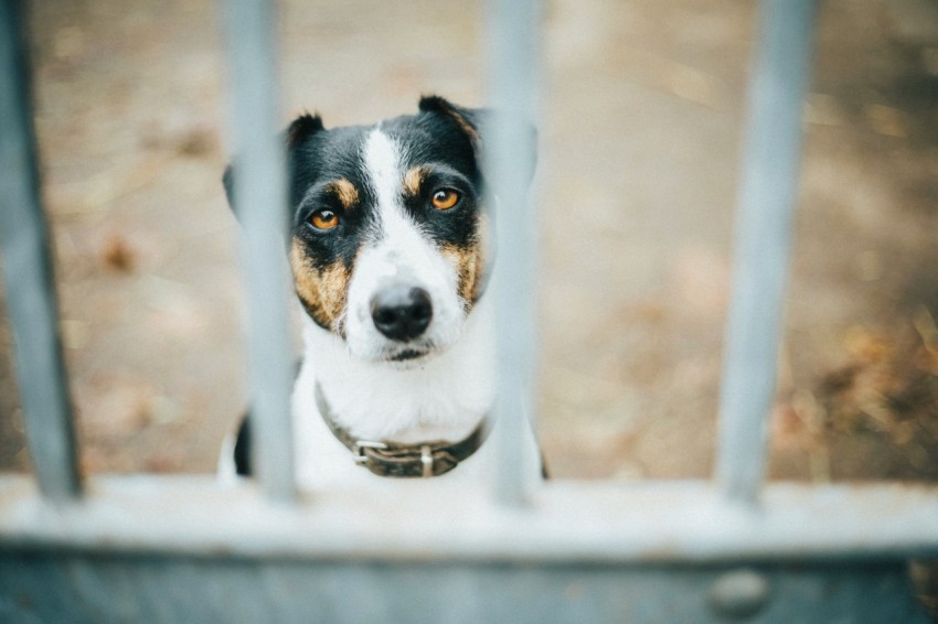 dog behind metal bars 0MRJgEo