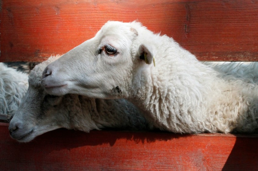 two white sheeps