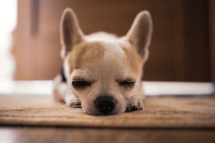 a dog lying on the floor