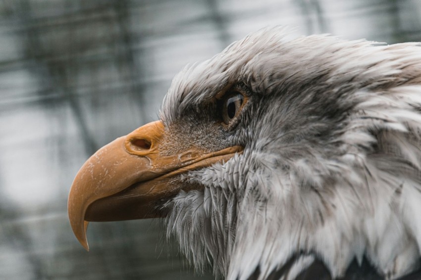 white and brown eagle in cage