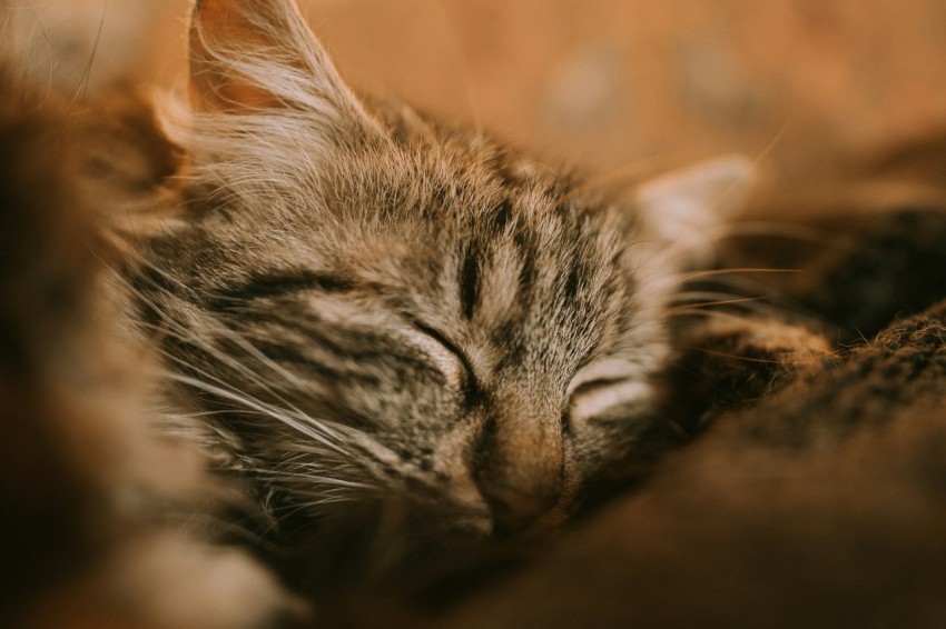 brown tabby kitten closeup photography