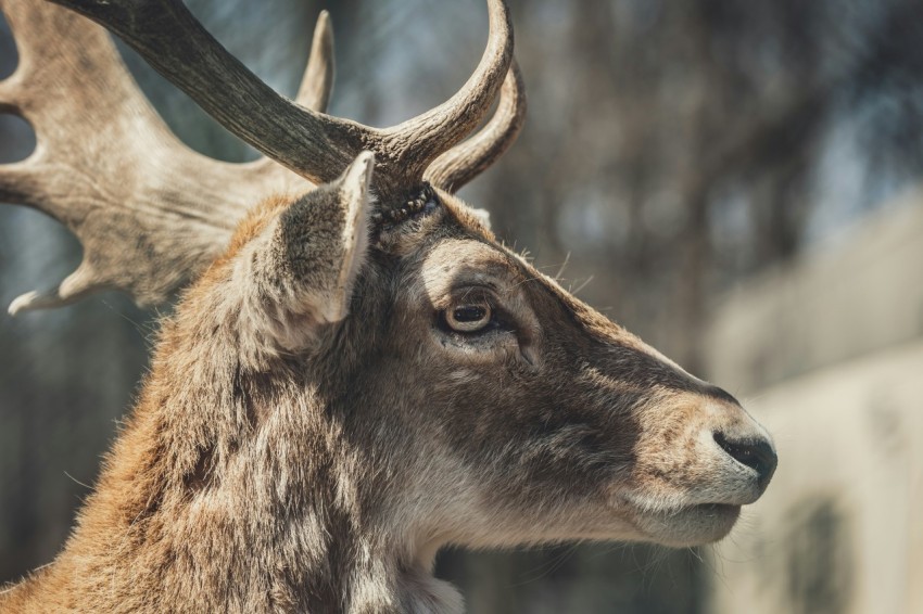 shallow focus photography of brown moose