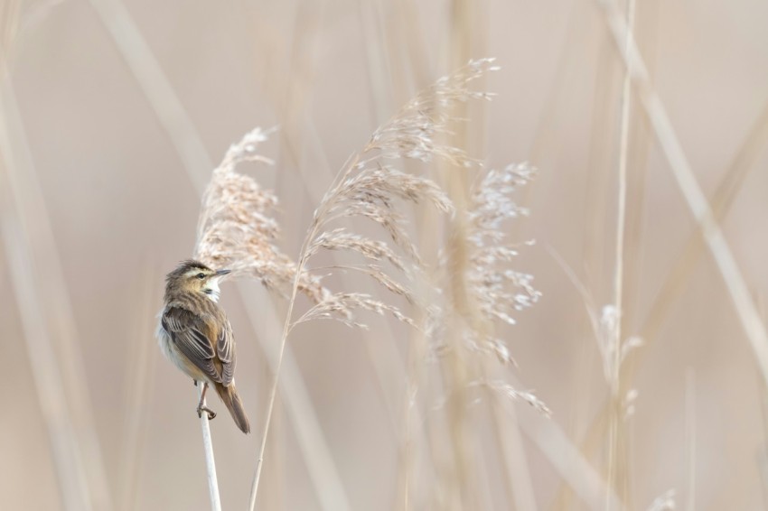 brown and black bird on brown grass during daytime TBIps