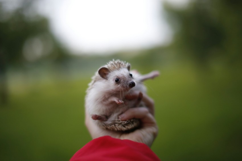 white and brown fur animal on persons hand 5