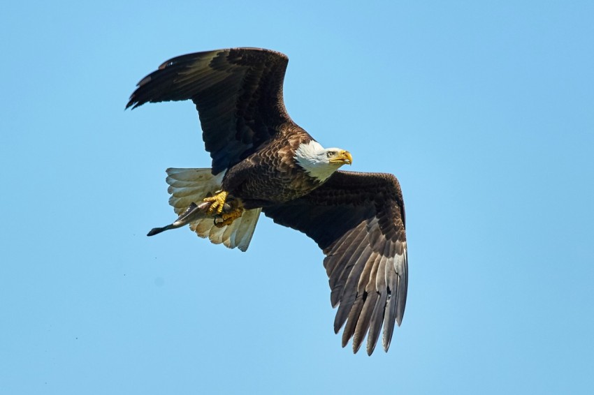 flying bald eagle OVEiy 2C