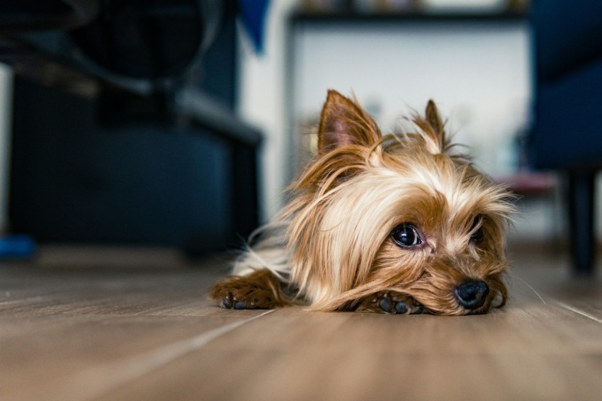 brown and black yorkshire terrier puppy on brown wooden floor