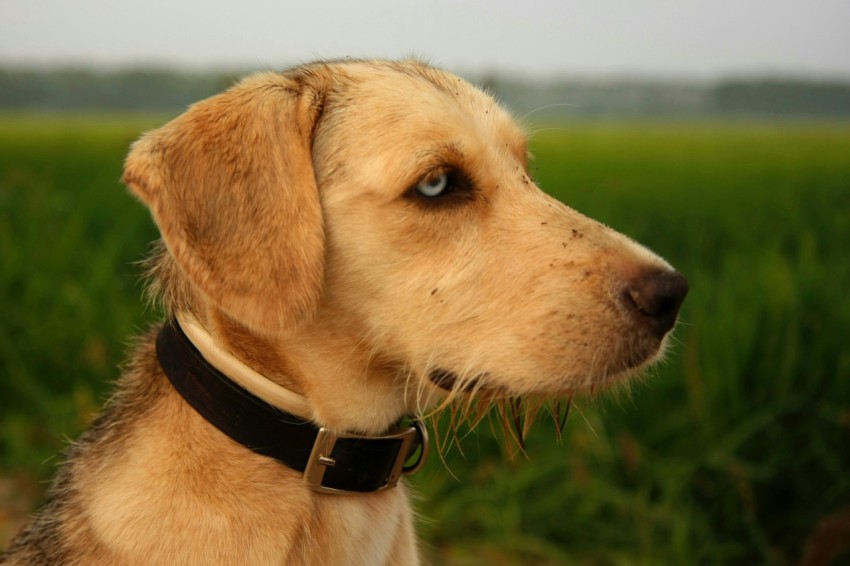 adult short coated fawn dog