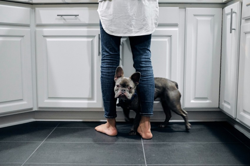 black french bulldog on floor