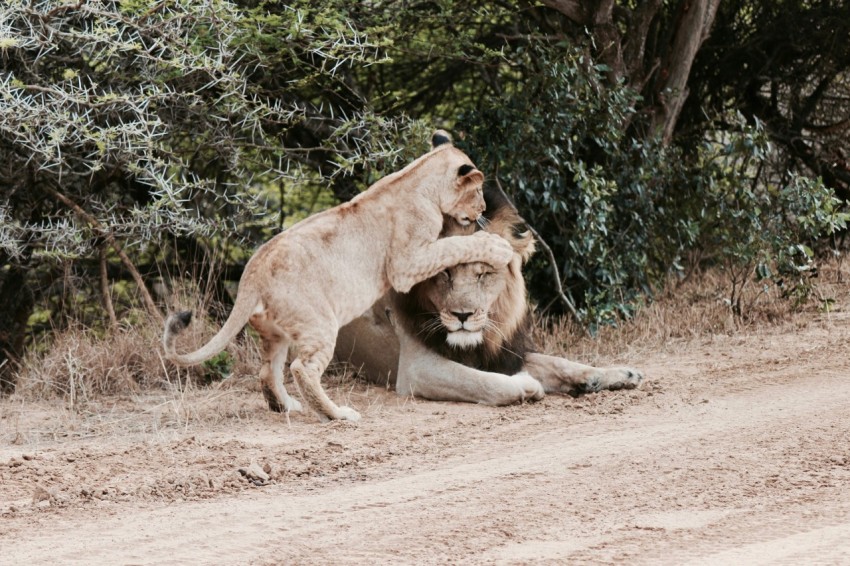 lion beside lioness during daytime WIshPG