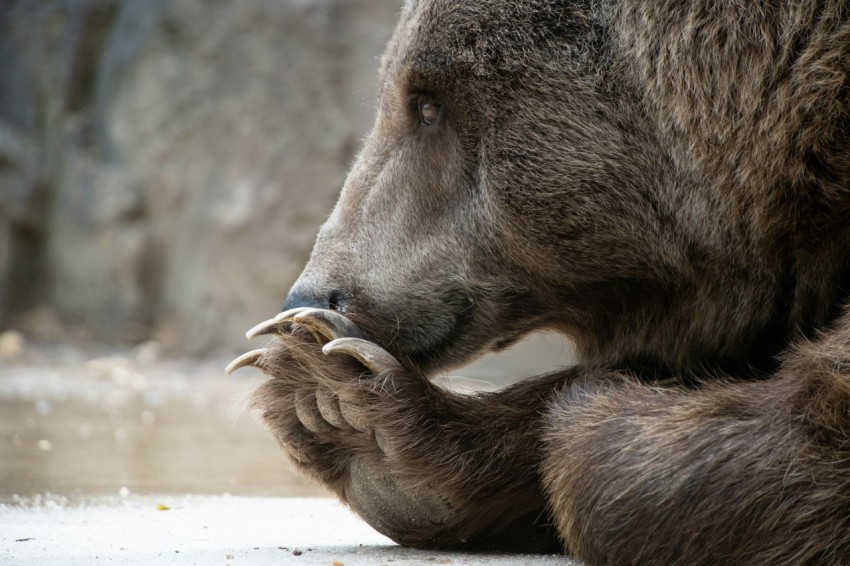 a brown bear with a baby bear