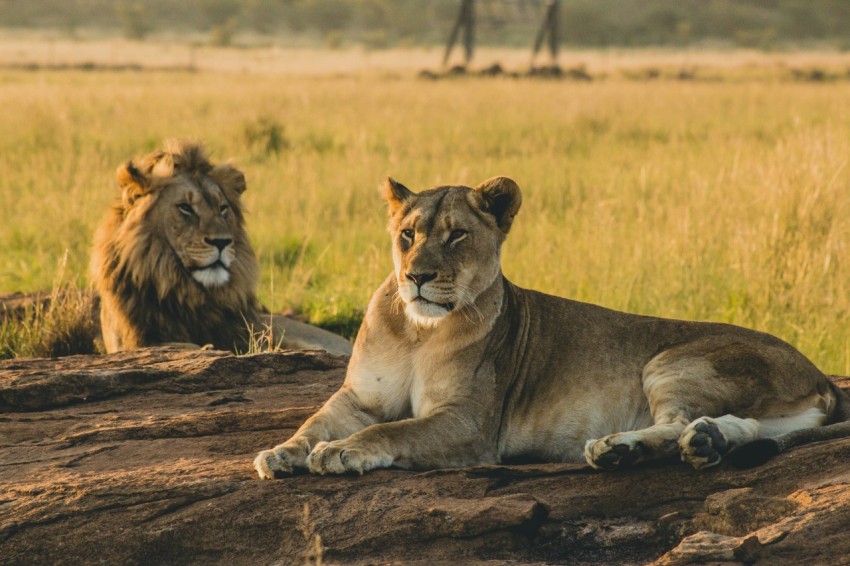 lioness reclining on soil in front of lion f5CFy6