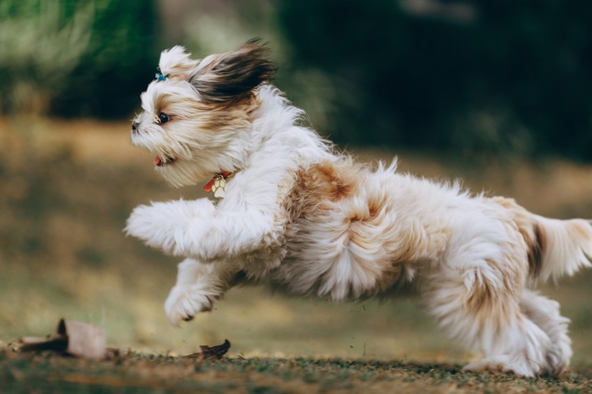 shih tzu running on grass field Z8xcUWGJ9