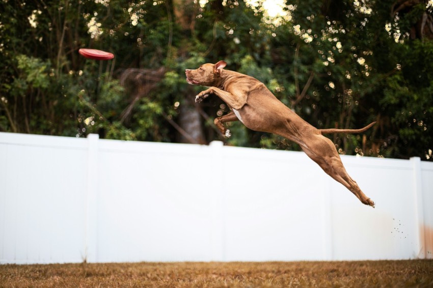 brown short coated dog jumping on white fence during daytime