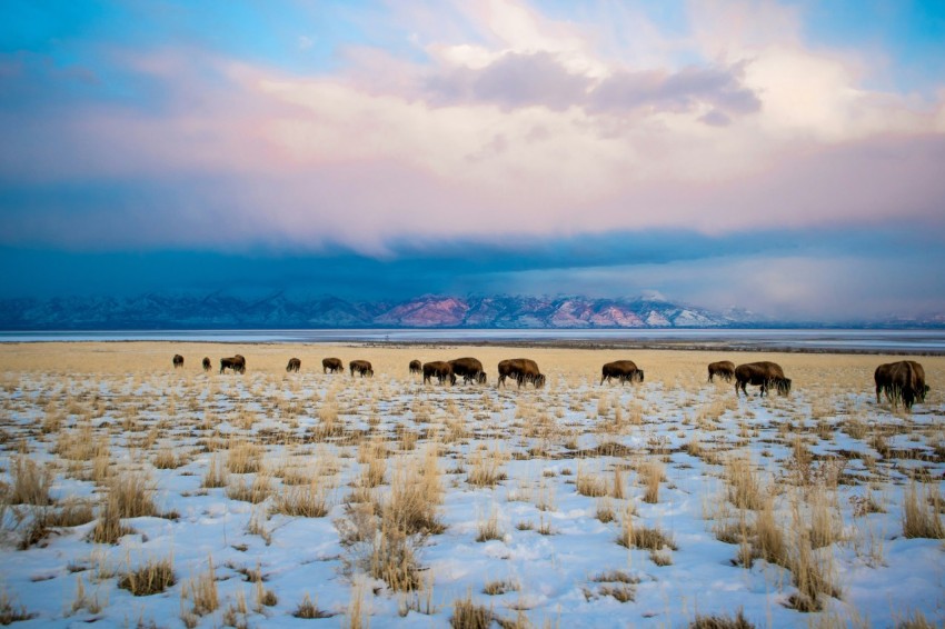 herd of animals on brown sand _C2H7B