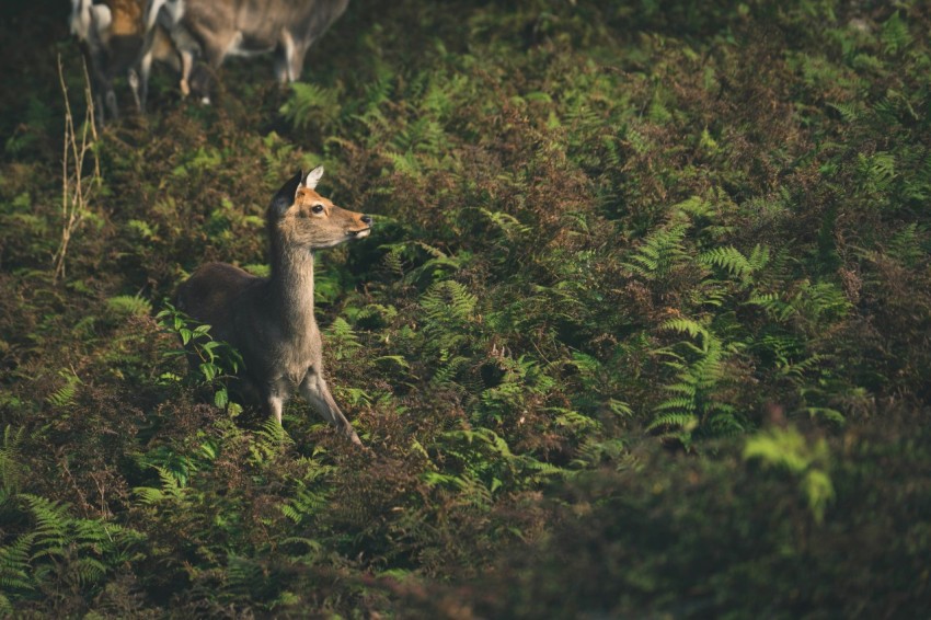 brown animal surrounded green plants XZWY86iXx