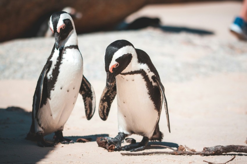 selective focus photography of two white and black penguins