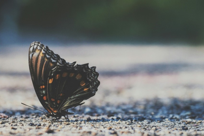 brown moth on gray soil