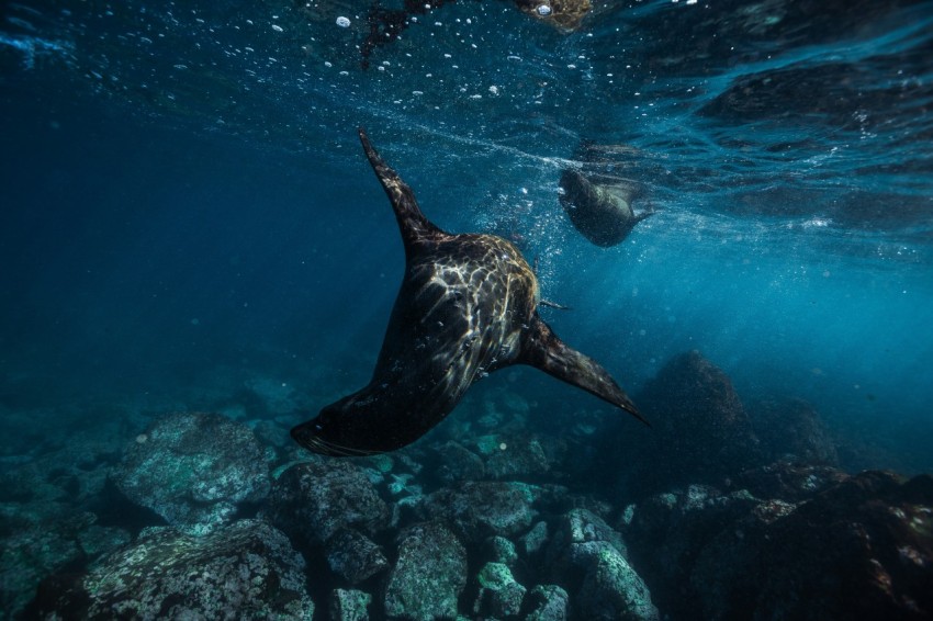 black seal in body of water