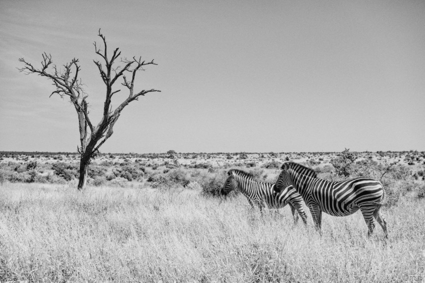 two zebras by the tree