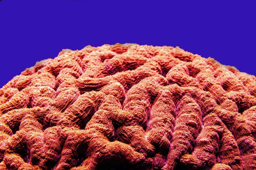 a close up of a coral with a blue background