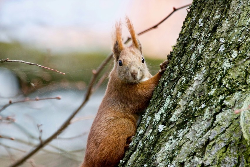 brown rabbit