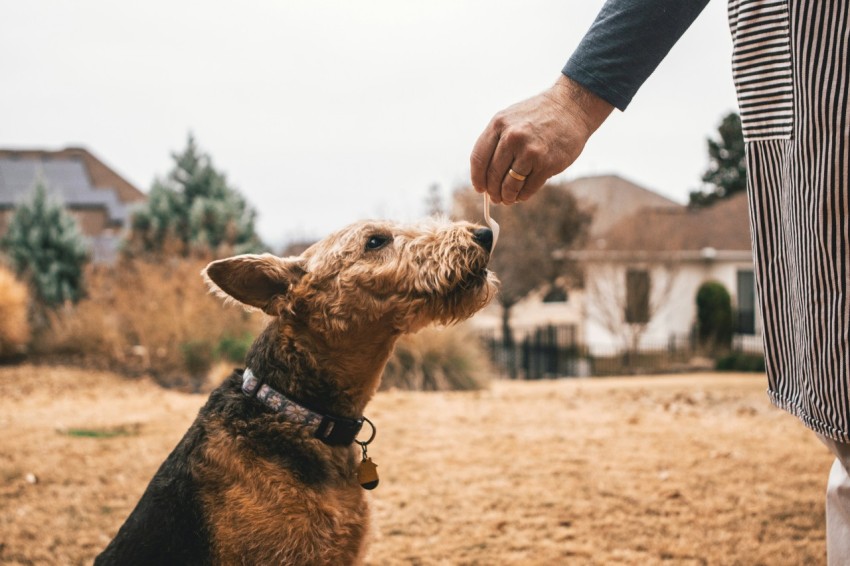 black and brown yorkshire terrier