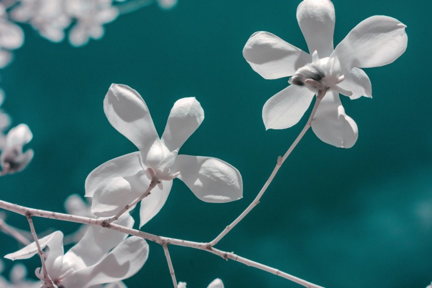 white petaled flowers