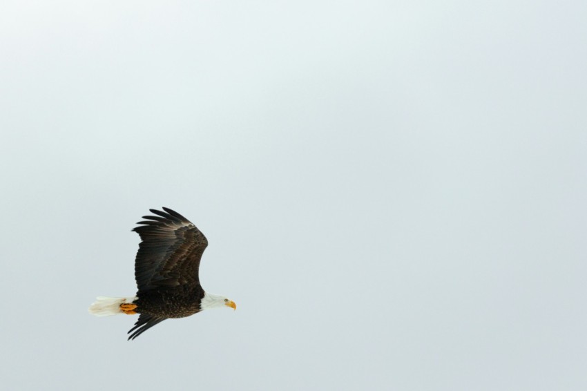 black and white eagle flying