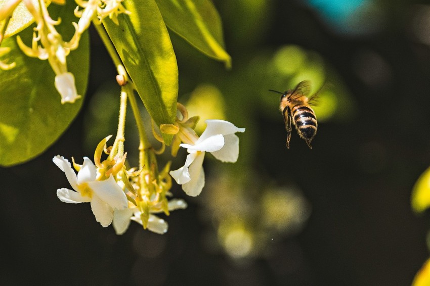 bumblebee flying beside white flowers