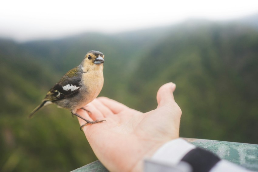 brown bird standing on persons palm