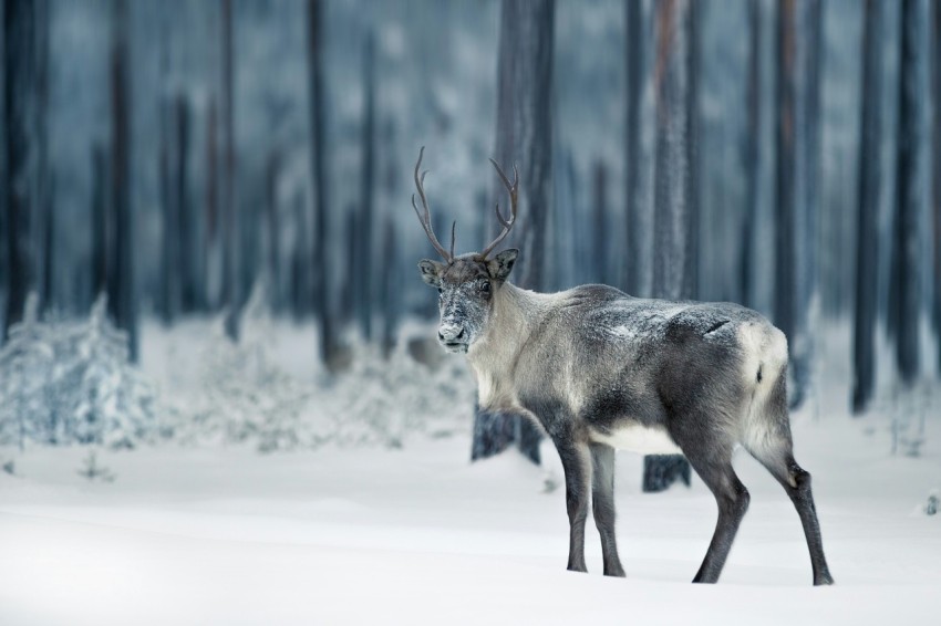 brown and white animal on snow covered ground during daytime pM2Hpsi