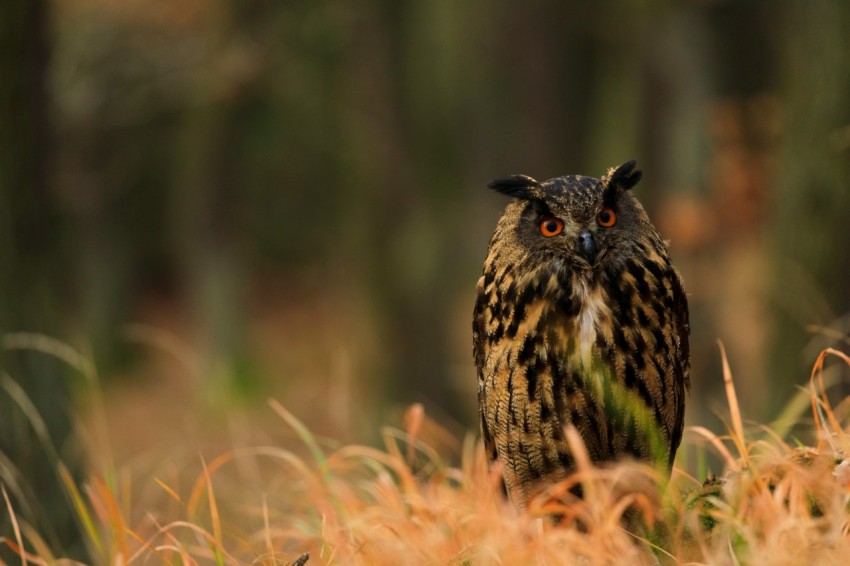 owl on top of tall grasses