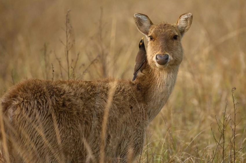 bird perched on deers neck on grass field wTnVW4D6F