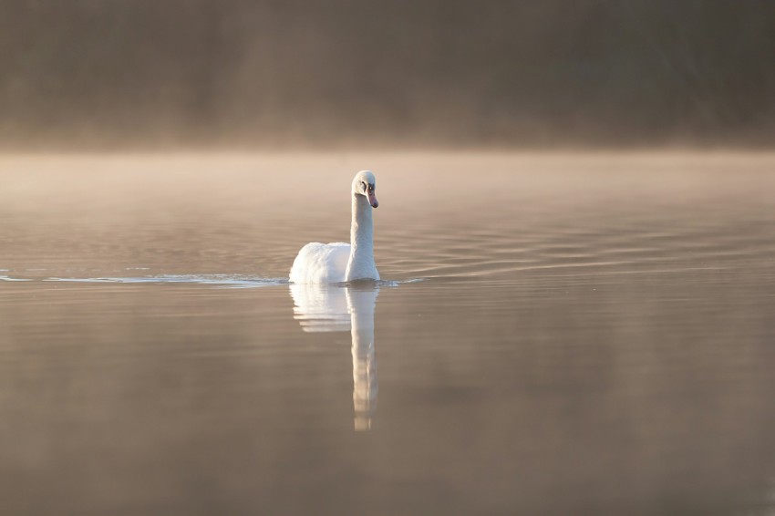 selective focus photography of swan z0a