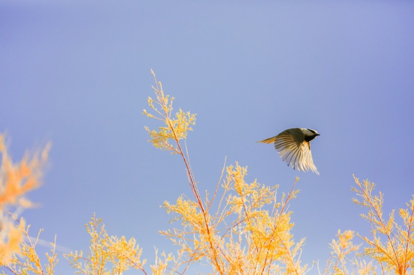 bird in flight over the plants