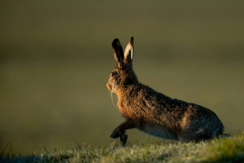 black rabbit on field