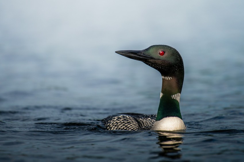 a black and white bird floating on top of a body of water