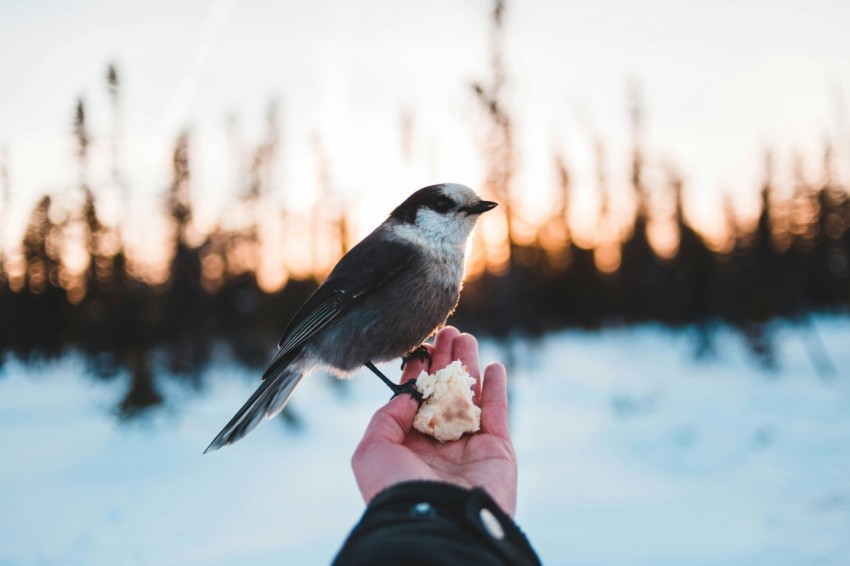 grey and white bird perching on human hand